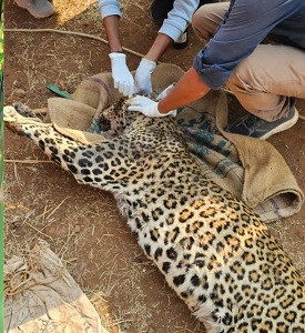 Leopard attacked a man in surat